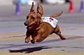 Short haired dachshund in race