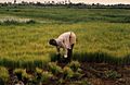 Sierra Leone rice farming