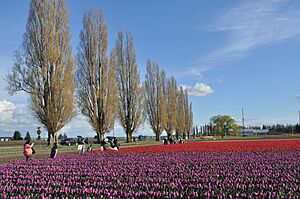 Tulip fields in the Skagit Valley