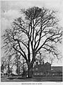 Smooth leaved elm at Saling