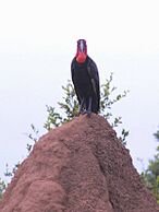 Southern Ground Hornbill on Termite Mound