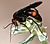 Spider Wasp (cropped).JPG