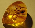 Spider in amber (1)