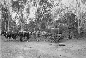StateLibQld 1 91104 Dray and horses at Bowen Consolidated Coal Mines, Collinsville, ca. 1918