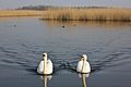 Swans at Newport Wetlands Centre