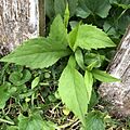 Symphyotrichum lateriflorum 4a