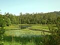 Tallebudgera Creek Dam, Tallebudgera Valley, Queensland