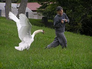 The swan attacks man.Hokkaido-toyako,人を襲う洞爺湖の白鳥P6200258モザイク