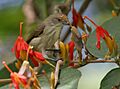 Thick-billed Flowerpecker (Dicaeum agile) on Helicteres isora W2 IMG 1379