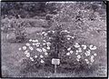 Tree planted by Charlotte Despard