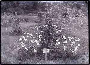 Tree planted by Charlotte Despard
