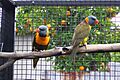 Trichoglossus haematodus rubritorquis -aviary-8a