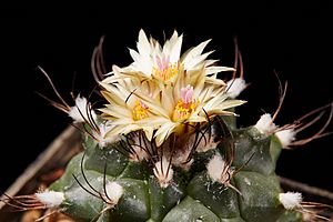 Turbinicarpus swobodae-IMG 9032.jpg