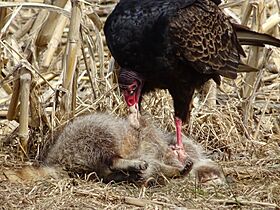 Turkey Vulture, Waterloo Regional Municipality, ON, Canada imported from iNaturalist photo 183784250