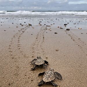 Turtle Conservation Park, Mon Repos, Queensland, 2020, 01