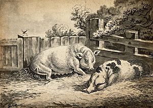 Two pigs lying in straw in an outdoor pen. Etching with aqua Wellcome V0021681