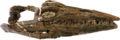 Tylosaurus saskatchewanensis holotype RSM P2588.1