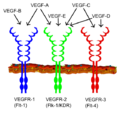 VEGF receptors