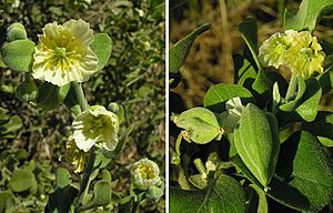 Viscainoa geniculata, flowers and pod. (10584221206).jpg