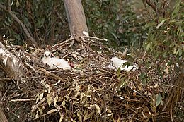 Wedge-tailed Eagle nestlings (Aquila audax) (15240110168)