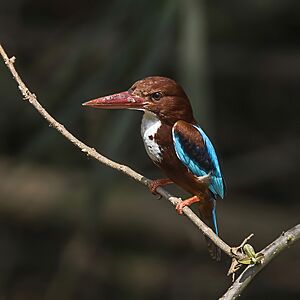 White-throated kingfisher (Halcyon smyrnensis) Galle.jpg