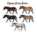 Wild horse reconstruction