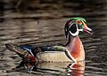Wood duck drake vocalizing in Central Park (86815)