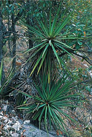 Yucca madrensis fh 0604 MEX B.jpg