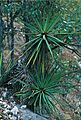 Yucca madrensis fh 0604 MEX B