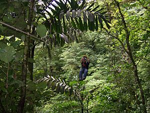Ziplining through rainforest at Canopy San Lorenzo in San Ramon, Costa Rica