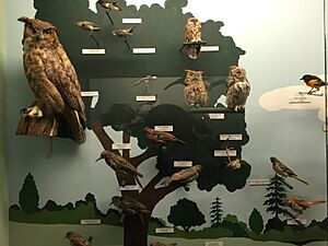 2016 05 Cape Cod Museum of Natural History Bird Alley Owls