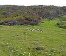 ASC Leiden - Rietveld Collection - 41 - African sacred ibis (Threskiornis aethiopicus) on grassland - 2015 (cropped)