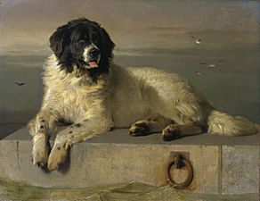A Distinguished Member of the Humane Society by Sir Edwin Landseer