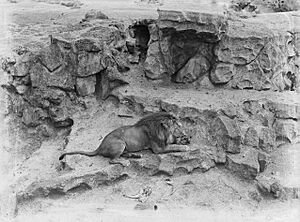 A reclining lion in a zoo enclosure (AM 74635-1)
