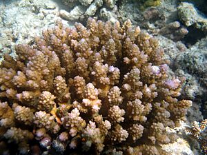 Acropora polystoma Maldives.JPG