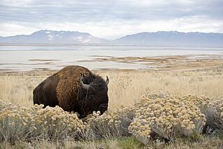 American Bison in Antelope Island State Park
