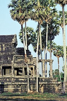 Angkor-011 hg