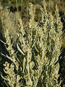 Artemisia cana (5034487638)