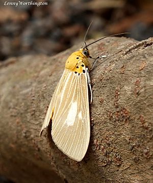 Asota plaginota Chaiyaphum (15716102494).jpg