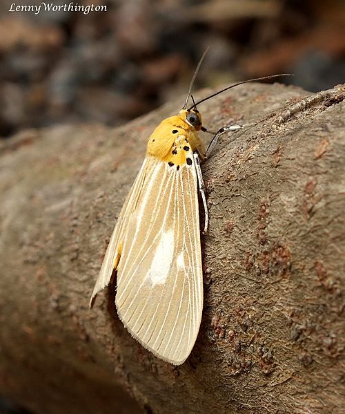 Asota plaginota Chaiyaphum (15716102494)