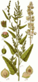 Atriplex hortensis cleaned Sturm