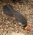 Australian Brush-turkey