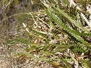 Banksia nivea leaves closeup