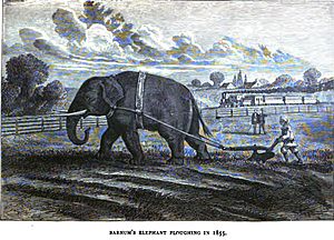 Barnum's Elephant Plowing, 1855