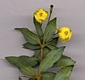 Berberis gagnepainii flowers