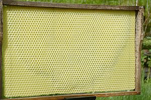 Bienenwabe Ausbau der Mittelwand 79a