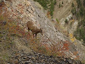 Bighorn-sheep-yellowstone