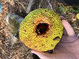 Bodark fruit burrowed into by animal