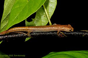 Bolitoglossa diaphora, Cusuco NP, Honduras (2)-1.jpg