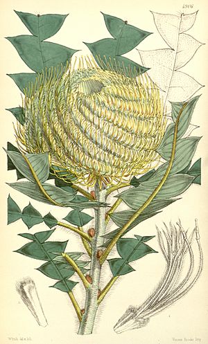 Botanical Magazine 4906 BANKSIA Victoriæ